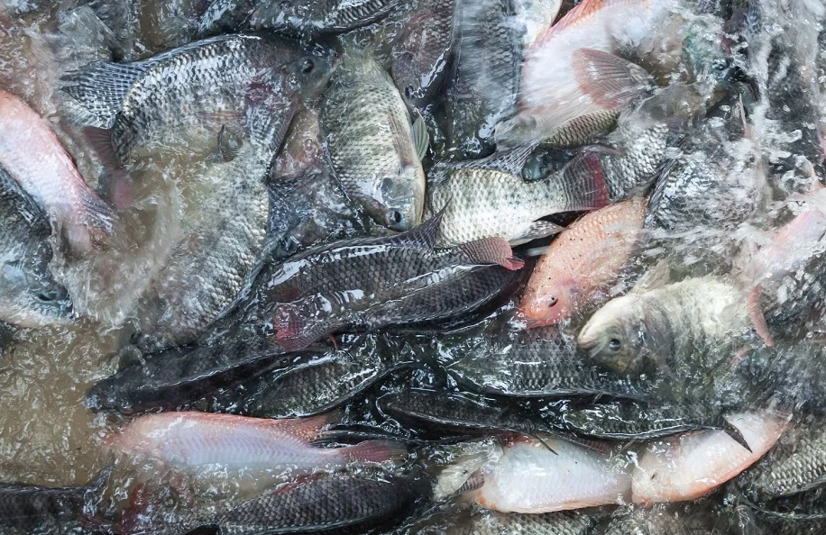 Viet Nam, Brazil boost cooperation in agriculture and fisheries